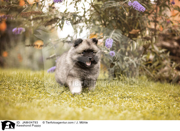 Wolfsspitz Welpe / Keeshond Puppy / JAM-04793