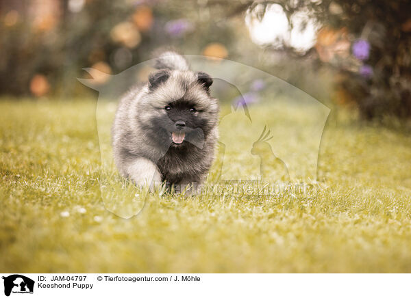 Wolfsspitz Welpe / Keeshond Puppy / JAM-04797