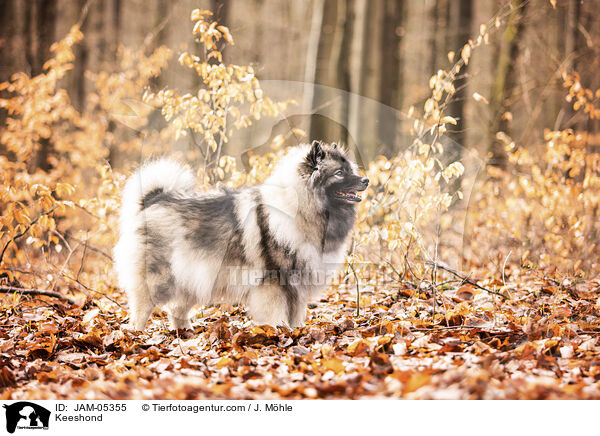 Wolfsspitz / Keeshond / JAM-05355