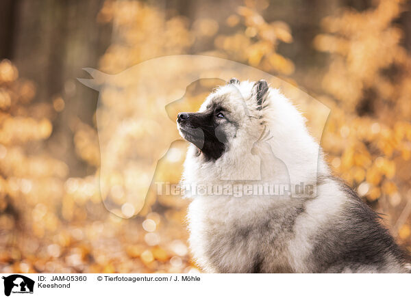 Wolfsspitz / Keeshond / JAM-05360