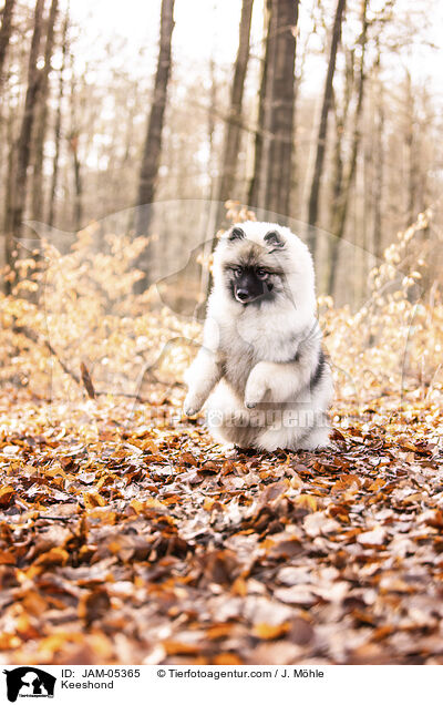 Wolfsspitz / Keeshond / JAM-05365