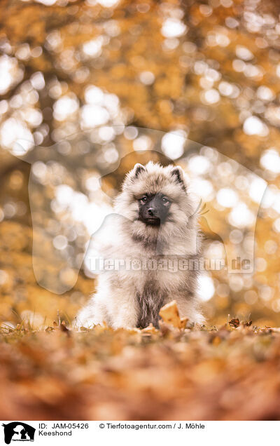 Keeshond / JAM-05426