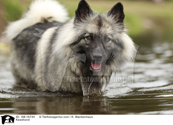 Wolfsspitz / Keeshond / KB-16744