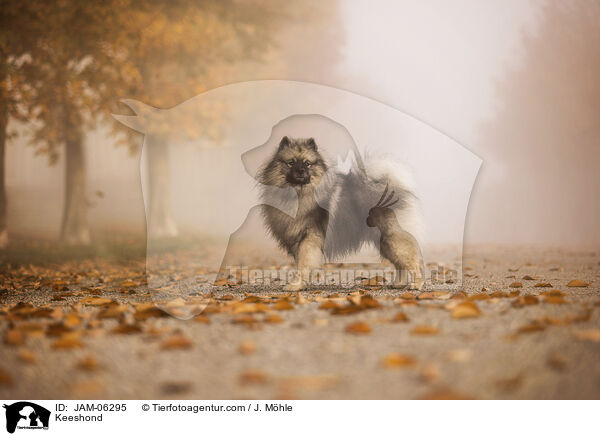 Wolfsspitz / Keeshond / JAM-06295