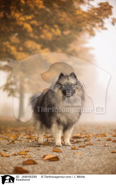 Wolfsspitz / Keeshond / JAM-06299