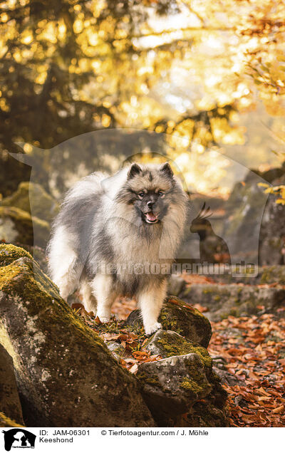 Wolfsspitz / Keeshond / JAM-06301