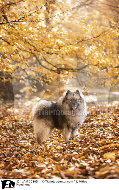 Wolfsspitz / Keeshond / JAM-06305