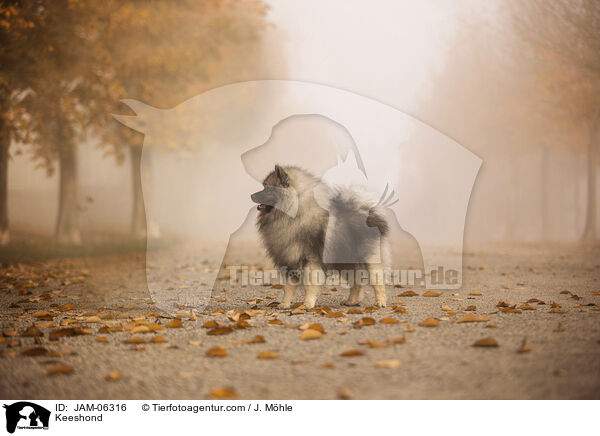 Wolfsspitz / Keeshond / JAM-06316