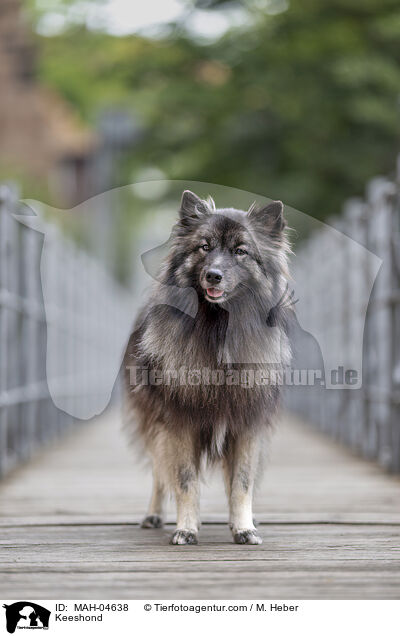 Wolfsspitz / Keeshond / MAH-04638