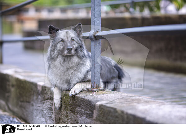 Wolfsspitz / Keeshond / MAH-04640