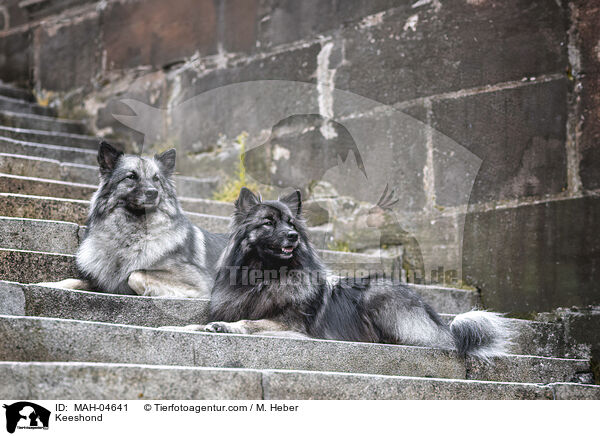 Wolfsspitz / Keeshond / MAH-04641