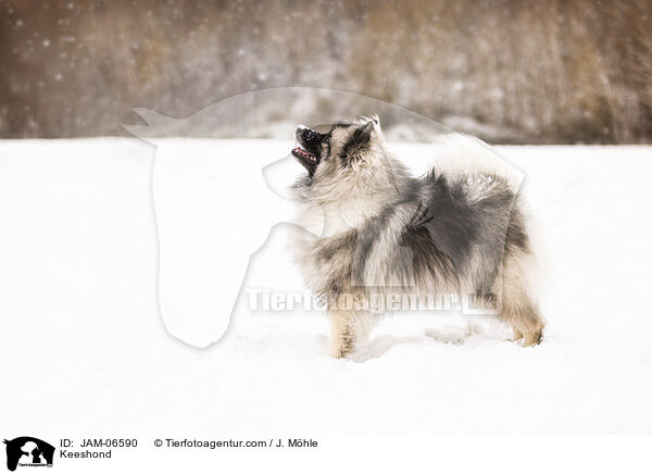 Wolfsspitz / Keeshond / JAM-06590