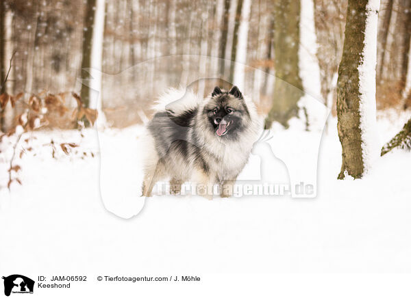 Wolfsspitz / Keeshond / JAM-06592