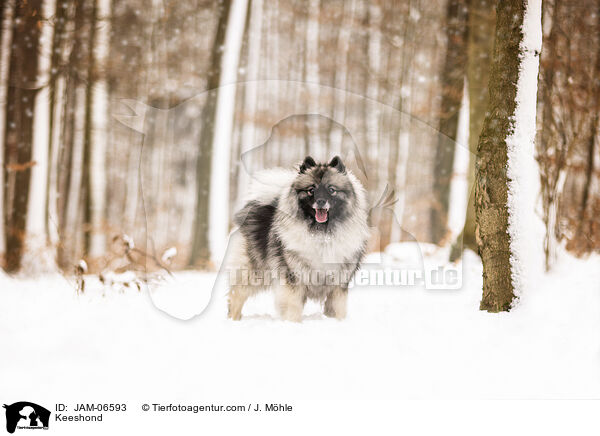 Wolfsspitz / Keeshond / JAM-06593