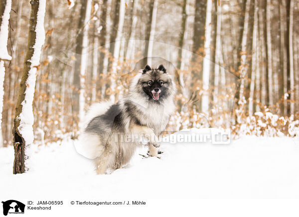 Wolfsspitz / Keeshond / JAM-06595