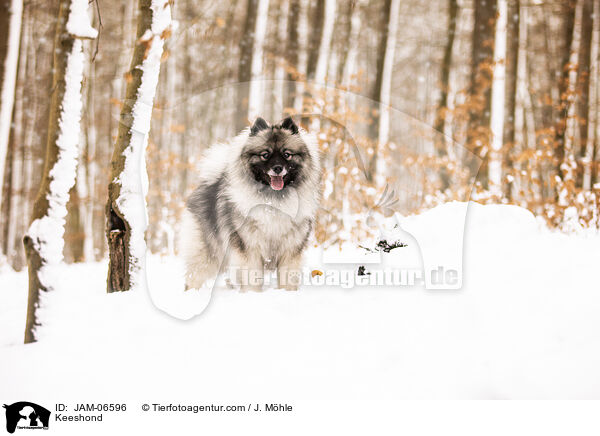 Wolfsspitz / Keeshond / JAM-06596