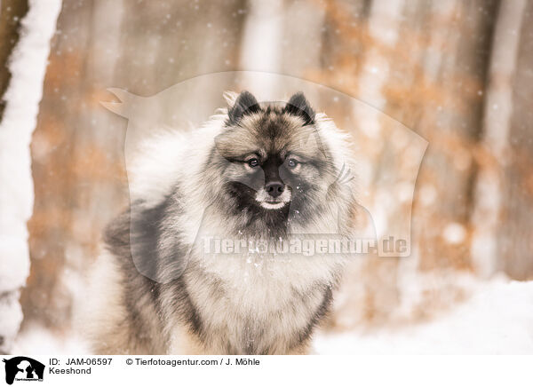 Wolfsspitz / Keeshond / JAM-06597