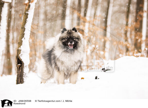 Wolfsspitz / Keeshond / JAM-06598