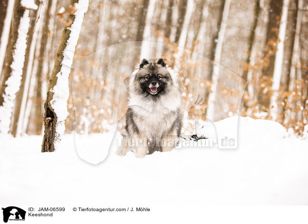 Wolfsspitz / Keeshond / JAM-06599