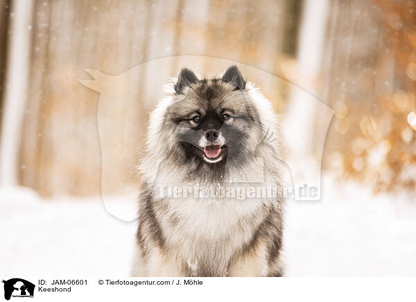 Wolfsspitz / Keeshond / JAM-06601