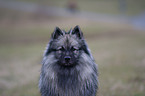 Keeshond Portrait