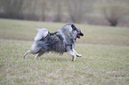 running Keeshond