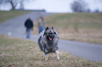 running Keeshond