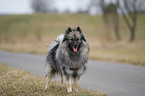 Keeshond