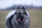 Keeshond Portrait