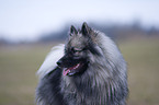 Keeshond Portrait