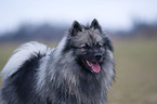 Keeshond Portrait