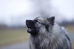 barking Keeshond