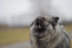 barking Keeshond