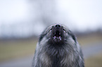 barking Keeshond