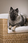 lying Keeshond