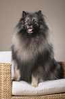 sitting Keeshond