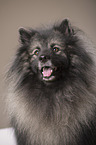 Keeshond Portrait