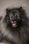 Keeshond Portrait