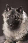 Keeshond Portrait