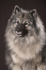 Keeshond Portrait