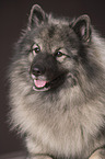 Keeshond Portrait