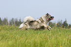 running Keeshond