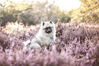 young Keeshond