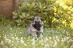 Keeshond Puppy