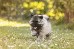 Keeshond Puppy