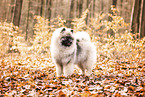 Keeshond