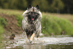 Keeshond