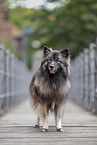 Keeshond