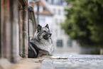 Keeshond