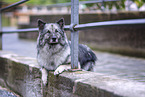 Keeshond